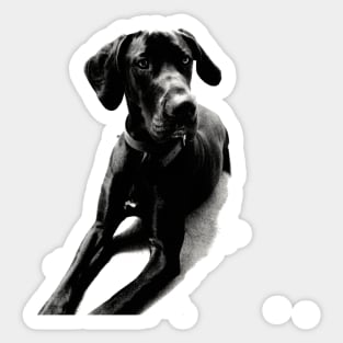 Great Dane Sticker